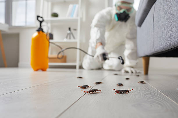 Post-Treatment Bed Bug Interceptor Monitoring in New Pekin